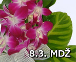 Dendrobium